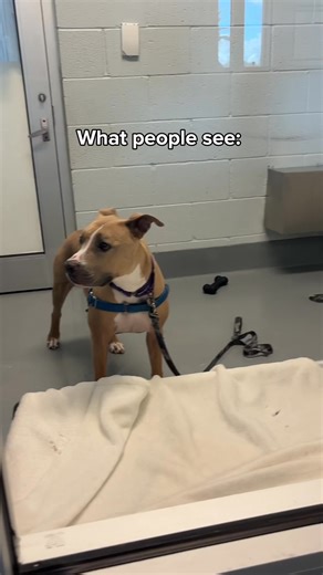 Betty Boo’s story is one of resilience. ❤️ She came to us abandoned as a pregnant mom. After all of her puppies found homes, Betty Boo was left behind, still hoping someone would choose her too. She’s been in the shelter system since 2018—far too long—but she hasn’t given up. At 9 years old, Betty Boo still has so much love to give. You’d never guess her age—she doesn’t have a single gray hair on her shiny coat! She’s wonderful on the leash, loves car rides, and would be happiest as the only dog