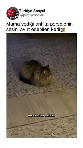 A woman showing her cat that can distinguish the sound of antique porcelain 🤔🐈