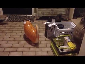 Real cat attacks balloon cat