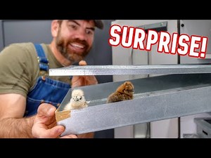 Witness the Exciting Arrival of Silkie Chicks Hatching!