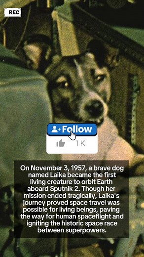 On this day in 1957 the Soviet Union launched Sputnik 2, carrying a dog named Laika — the first living creature to orbit Earth. Though the mission was ultimately fatal for Laika, the mission opened the door to human spaceflight and sparked the space race. AI-animated historical photo. Educational recreation — not real footage. ~Ifestory #SpaceHistory #RememberingLaika | Ifestory