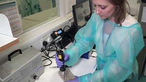 "Liver-on-a-Chip" Cultures of Primary Hepatocytes and Kupffer Cells for Hepatitis B Virus Infection