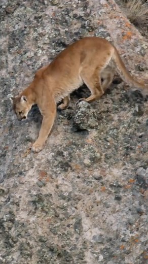 15K views · 387 reactions | Mountain lions are extraordinary athletes...