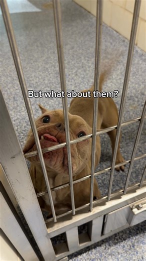 If you’re looking for love, your local shelter is the place—no matter the breed. ❤️ These little ones found their happily ever after, but so many more are still waiting. Click the link in our comment below to meet your new best friend today! | Adopt a Pet