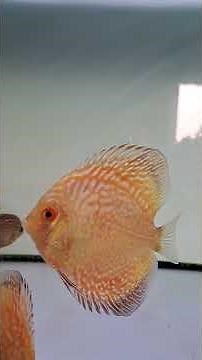 mix pattern & solid #discus #discusfarm #discusfish #discustank #discusaquarium #discusbreeding