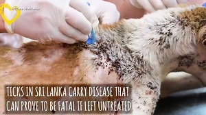 Aladdin the dog gets treated for severe tick infestation