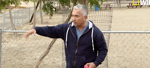 Cesar Millan Investigation Video