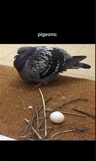 Less is More， 🐦build a nest.