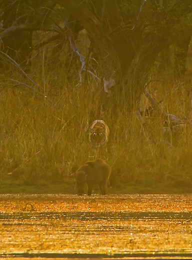 Tiger Hunting Technique Explained | Wildlife Predation