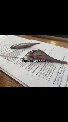 Understanding Core Biology Concepts in School