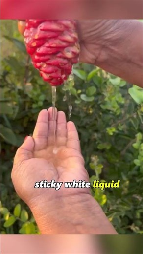 “The Forest Plant Behind Silky Hair Beta Ginger Secrets Revealed!😱#shortsfeed