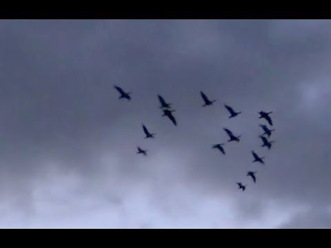 The Shooting Show - action-packed Orkney goose shooting