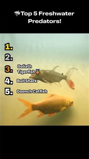 🦈Top 5 Freshwater Predators!
