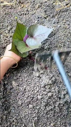 サツマイモの植え付け手順：土作りから定植まで | 고구마 재배 표준 가이드: 흙 고르기 및 묘목 식재