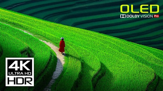 【8K自然治愈】超高清自然与动物影像｜放松 · 冥想 · 减压