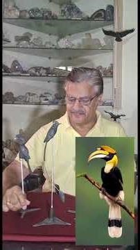 Bird Models.. So real ! #bird #scalemodel #emseal #museum #tejusnaik