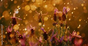 Rain falling in slow motion at sunset, golden raindrops at 1000 fps