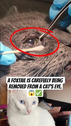 A foxtail is carefully being removed from a cat's eye.#CatEye #CatCare #PetHealth #FoxtailRemoval