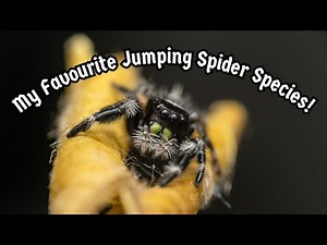 Jumping Spider Pets - My Top 5 Favourite Jumping Spider Species | Spooderpods