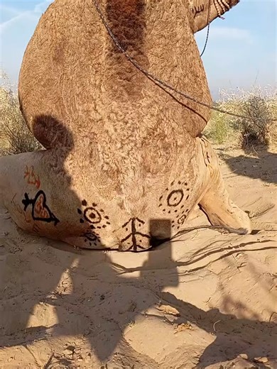 funniest camel #camel #sheep #goa