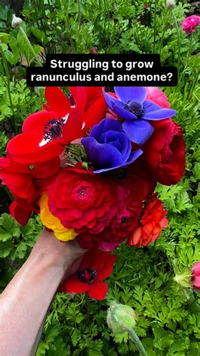 Ranunculus & Anemones — YES, you can! Zones 8–9: You can get in the ground now! Soak your corms for about 4 to 6 hours until they become plump and double in size. While pre-sprouting before planting is optional, the initial hydration from soaking is a necessary step to encourage growth and prevent shriveled corms. Space about 4–6 inches apart 2” deep, with the claws pointing down for ranunculus any side up for anemone. Zone 7: You’ve got two options — plant in fall with frost protection (like lo