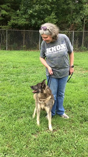 8.5K views · 129 reactions | Elkton is a full-blooded Norwegian Elkhound. Typical of his breed, he is very alert and looks to his human for guidance. He will require a deposit because he hasn’t been neutered yet, but he is going to make someone a wonderful best friend, and at 4 years old, he is over his puppy behaviors. At KWHA in Corbin, KY | Knox-Whitley Humane Association | Facebook