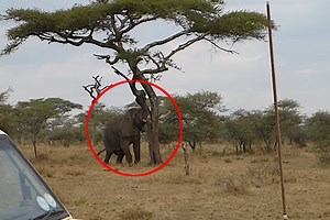Raw Power: Elephant Topples Huge Tree and Makes It Look Easy
