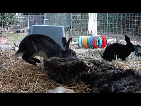 30 Minutes of Relaxing Bunnies 🐰 Calm Music for Stress Relief & Relaxation