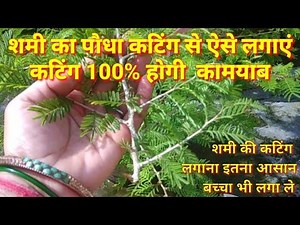 How to plant Shami plant cutting|How to grow Shami plant from cutting|Shami plant care|Shami ka p...