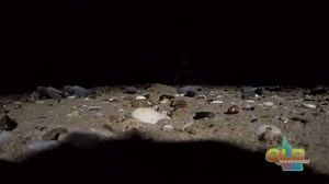 3.9K views · 71 reactions | Queensland Weekender - Turtles on Mon...