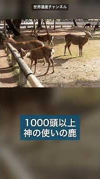 大仏も鹿も実は1つの世界遺産🦌 奈良8つの宝 #shorts #奈良 #世界遺産