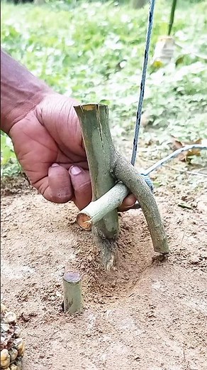 How to set up survival trap in the forest