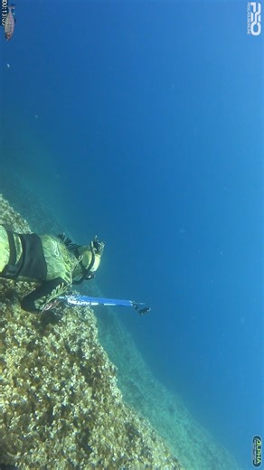 NEW 2025 Cryptic predator camo®3D Wetsuits exclusive materials tailored Wetsuit💥Series has been designed with best neoprene and cutting edge for highest levels of performance . in three fantastic and different models and colors : AVAIBLE 3 ͫ ͫ 5 ͫ ͫ 7 ͫ ͫ It is a high performance spearfishing wetsuits ,suit with the most efficient cut and most technical materials. only available on our alphawetsuits.com Great video shared by Team PESCASUBONLINE 🇫🇷Excellente vidéo Chasse sous marine PESCASUBON