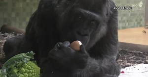 World's oldest gorilla celebrates 64th birthday