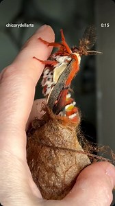 107K views · 3.1K reactions | Papillon Hyalophora cecropia qui sort de son cocon ❤️ . .  by chicorydellarts | Le Monde Merveilleux de Julie | Facebook