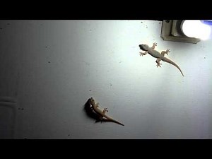 Cicak (TjiTjak) lizards on the ceiling eating flies and mosquitos