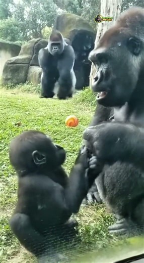 Don’t Touch the Candy! 😂 #gorillatagfun #funny