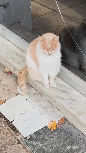 Ｔｈｅ Ｃａｔ Ｒｅｐｏｒｔ on Reels