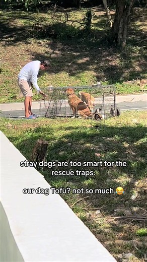 Grateful for Biyaya Animal Sanctuary's Work with Strays