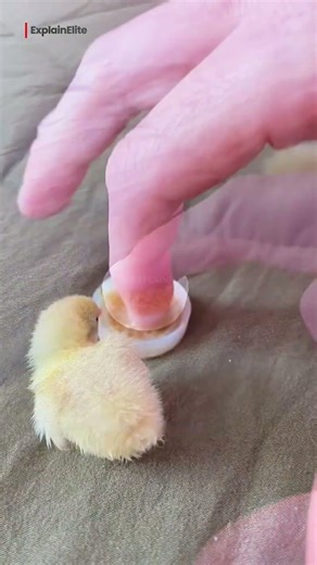 Man Saved Tiny Baby Chick