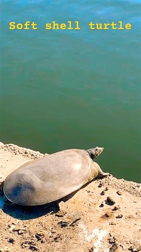 Soft shell tortoise❤️