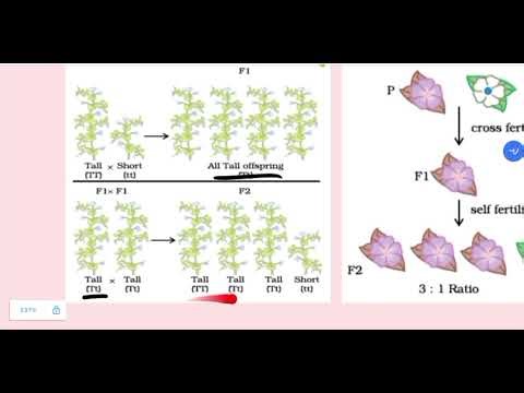 Class10th Science CH 8