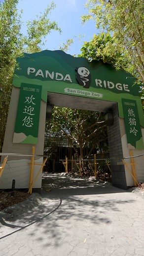 140K views · 4.6K reactions | We're honored to welcome you to Panda Ridge ❤️ | San Diego Zoo | Facebook
