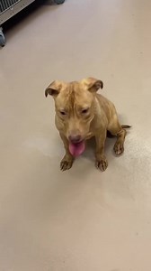 43K views · 7.1K reactions | Ruby | Friends of Clayton County Animal Control Dogs | Facebook