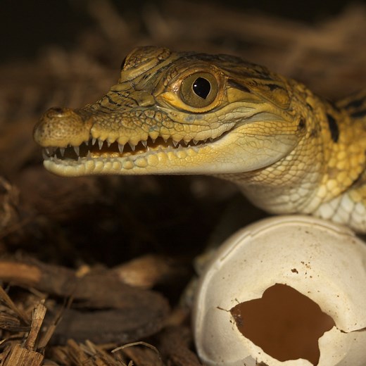 This World Crocodile Day we're celebrating our partnership with the Mabuwaya Foundation to help save the Phillipines Crocodile - the world's most endangered crocodile species. 🐊 | Zoos Victoria