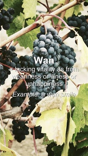 Word of the Day: Wan #Shorts