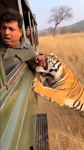 "Real Tiger Attack Moment”🐯😱