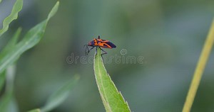 Boisea Trivittata, Also Called the Eastern Boxelder Bug Also Known As Maple Bug on Plant Native To Eastern North America Stock Video - Video of boxelder, motion: 396240543