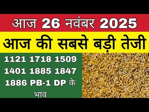 धान का भाव आज 🔴26 नवंबर 2025 | 1509,1121, बासमती | Dhaan Rate Today | Agri Commodity Price