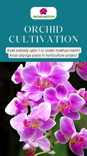 Orchids don’t just grow… they teach patience and passion | Orchid Biotech